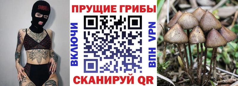 Псилоцибиновые грибы GOLDEN TEACHER  даркнет сайт  Брюховецкая 